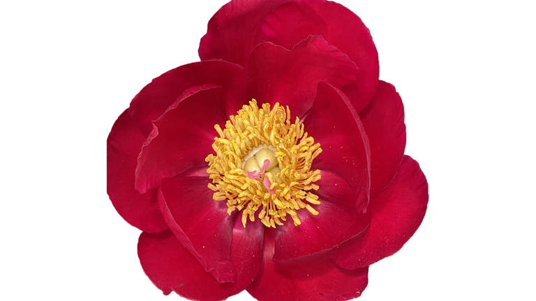 Thumbnail for Flower Tours
