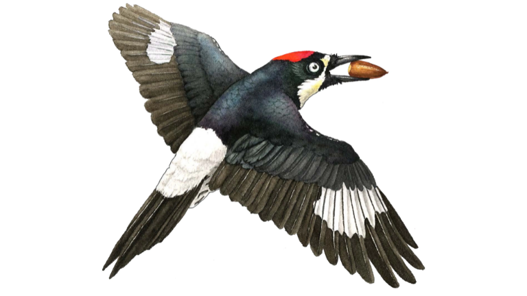 Thumbnail for Effie Yeaw Nature Center