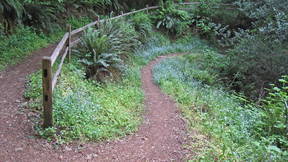 Thumbnail for Samuel P. Taylor State Park