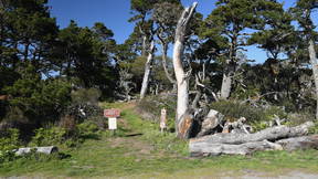 Thumbnail for Tomales Bay State Park