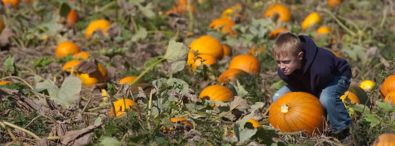 Cover for Exploring Syracuse: Fall