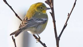 Thumbnail for Birding tour of Nova Scotia