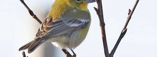 Cover for Birding tour of Nova Scotia