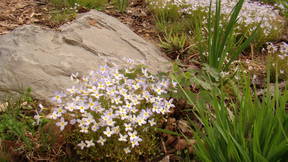 Thumbnail for Mundy Wildflower Garden