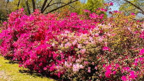 Thumbnail for Natchez Guided Walking Tour