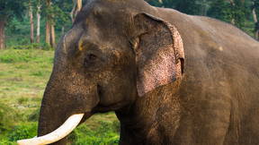 Thumbnail for Rosamond Gifford Zoo