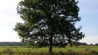 Thumbnail for A tour of trees