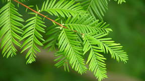 Thumbnail for Tree Tour in Princeton