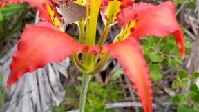 Thumbnail for Discover Wild Florida