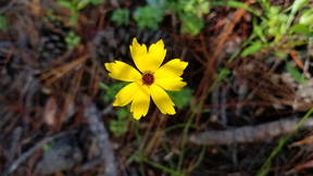 Thumbnail for Friends Trail Walking Tour