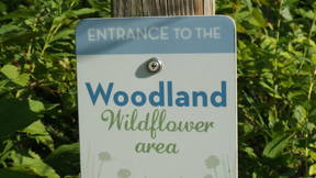 Thumbnail for Wildflower Walk 2020