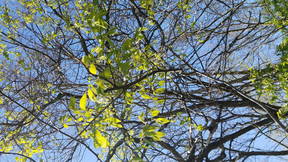 Thumbnail for Native or Introduced? A plants tour of Carter Park