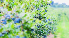 Thumbnail for Blueberry Trail