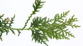 Thumbnail for arboretum tour Native trees- botany 410