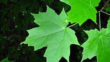 Thumbnail for Arboretum tour botany 410 -Ornamental tree