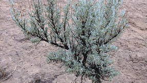 Thumbnail for Cowiche canyon uplands shrub steppe plant walk - Botany 410