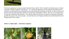 Thumbnail for The Bishop Gadsden Arboretum