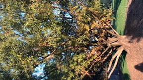 Thumbnail for Dendrology Tour: Bloomington, IN