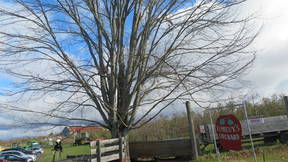Thumbnail for Dendrology tour of Vassalboro,ME