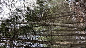 Thumbnail for Dendrology tour: Waldo county, Maine