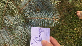 Thumbnail for Vermont's Finest, Fair Haven - Dendrology