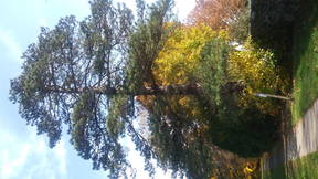 Thumbnail for Dendrology in Taunton