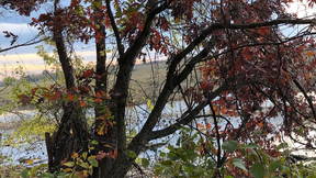 Thumbnail for Roebling Park Dendrology