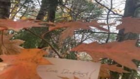 Thumbnail for Dendrology Tour, Aldus