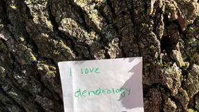 Thumbnail for Dendrology in PA