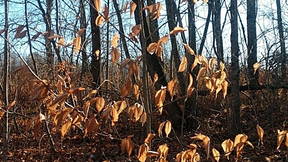 Thumbnail for Trees of Connor Mill Trail