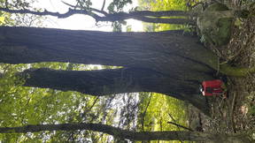 Thumbnail for Dendrology of VT/ NH (Kevin Dion)