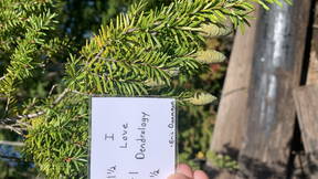 Thumbnail for Trees of Woodland Park