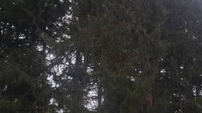 Thumbnail for Tyng Mansion Dendrology Tour