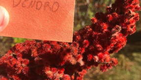 Thumbnail for Dendrology Final Walking Tour