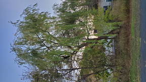 Thumbnail for Dendrology Final Tour