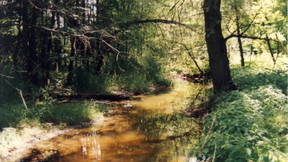 Thumbnail for Walking Millgrove's Memories