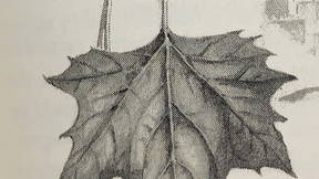 Thumbnail for Center City West Tree Stroll