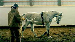 Thumbnail for Michigan State University Horse Teaching and Research Center