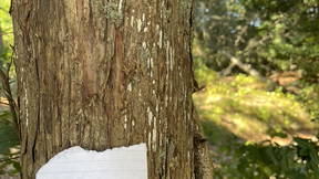 Thumbnail for Trees of Westerly