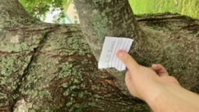 Thumbnail for trees for the walk