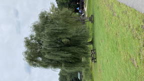 Thumbnail for Glidden Final Project - Trees of Concord New Hampshire