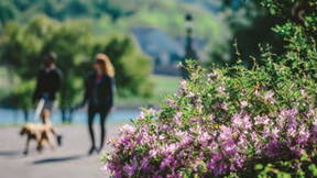 Thumbnail for Deane Hill Dogwood Trail