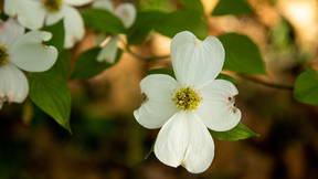 Thumbnail for Morningside Dogwood Trail