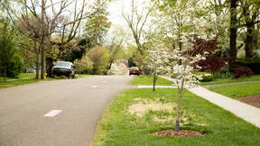 Thumbnail for Fountain City (West) Dogwood Trail