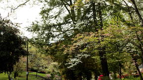 Thumbnail for Halls / Timberline Dogwood Trail