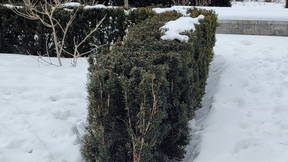 Thumbnail for HRT 212 Plant Walk 3: Cupressaceae