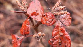 Thumbnail for HRT 212 Lab Walk 6: Ornamental Trees II