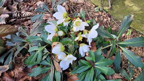 Thumbnail for HRT 212 Plant Walk 7: Dogwoods and Lilacs
