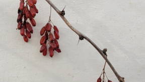 Thumbnail for HRT 212 Plant Walk 8: Viburnums and Barberries