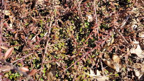 Thumbnail for HRT 212 Plant Walk 9 Rose Family Shrubs